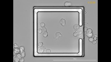 T cells forming an immune synapse with B cells