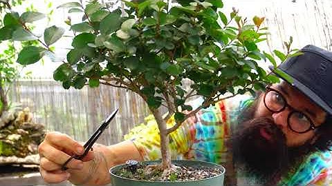 Crepe Myrtle and Bald Cypress Air Layer - Bonsai-YEAH!