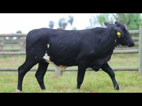 LOTE 50 - REM0948 - Novilha Girolando 1/2 HOL + 1/2 GIR à venda à venda no 10º GIR E GIROLANDO