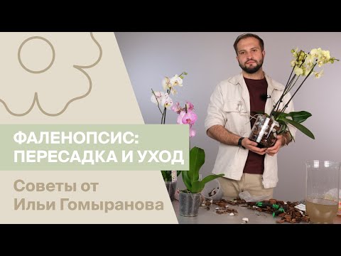 Фаленопсис: секреты пересадки и уход | Советы от Ильи Гомыранова
