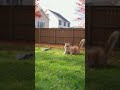 Fluffy Orange Cat playing with squirrel #catshorts #catvideos #squirrel #fyppp