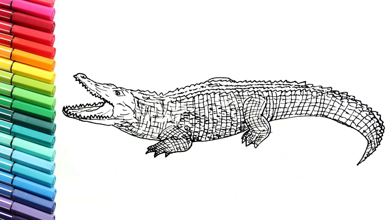 Drawing and Coloring Crocodile Learn to Draw Wild