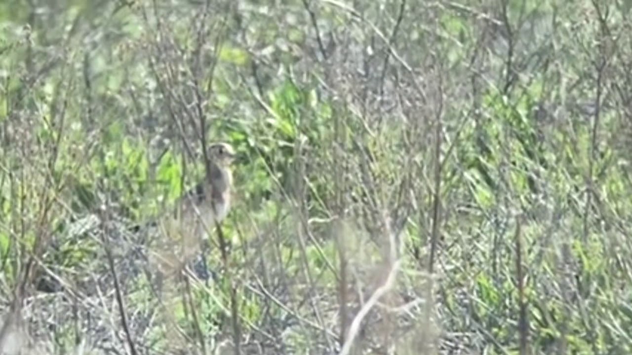 Orientpipare Oriental plover Charadrius veredus beredas 