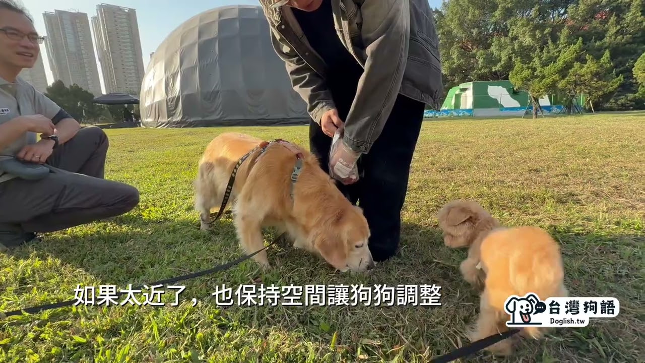 為什麼戶外草皮社交成功率更高？環境 + 主人站位的秘密 #狗狗社交 #台灣狗語