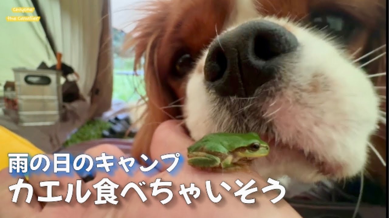 アマガエルはおもちゃでも食べ物でもありません【北海道暮らし キャバリア】 - MOUNT NIKI 犬連れキャンプ