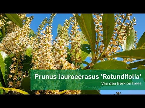 Video: Da li je prunus laurocerasus rotundifolia otrovan?