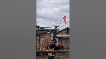 Huấn luyện gà rừng bây đập cánh buổi sáng 8/8/2025.muab qaib dib xyaum ya ntxuaj ti