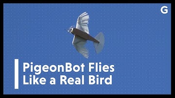 Scientists Built a Robot From 40 Pigeon Feathers and It Flies Beautifully | Gizmodo