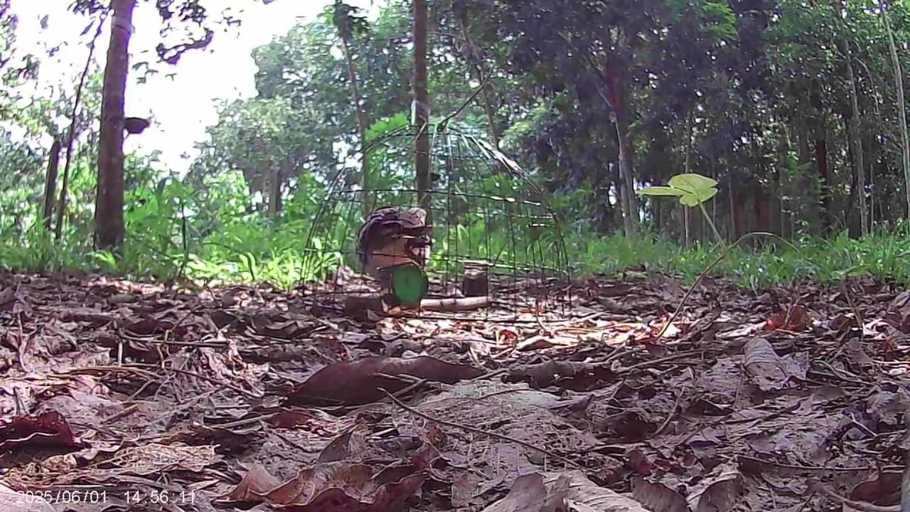 Bẫy cu gáy, Con đồng số 33, cuckoo trap, Spotted dove trap, perangkap tekukur, กับดักนกเขาไฟ, 斑鸠陷阱