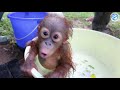 ORANGUTAN BABY SCHOOL!