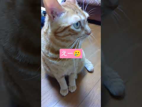 🍓と🧔どっちがすき？ぱぱ！🧔 #shortvideo  #shorts   #保護猫  #癒し   #ねこ#cute  #ばずれ  #猫のいる暮らし  #ねこ   #ばずりたい