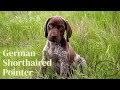 Top things you should know about gsps  german shorthaired pointers