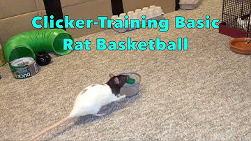 Clicker-Training Basic Rat Basketball