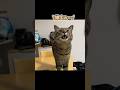 お風呂に入れられると気づき、全力で拒否する猫