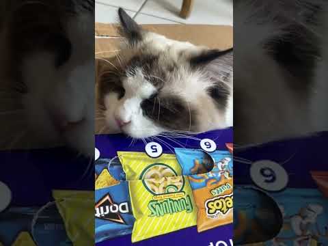 Hey Homman I’m biting cardboard and it’s not delicious 🙄☹️🐈‍⬛