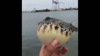 pufferfish deflating but i put the fart sound effect over it
