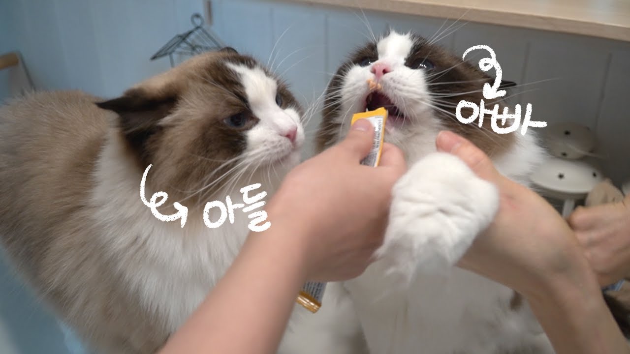 고양이 겨드랑이에서 자갈(?)을 캤어요