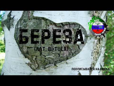 Берёза (Betula), дерево №1 в России.