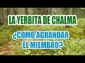 REMEDIO NATURAL PARA EL CRECIMIENTO DEL PENE - LA YERBITA E CHALMA