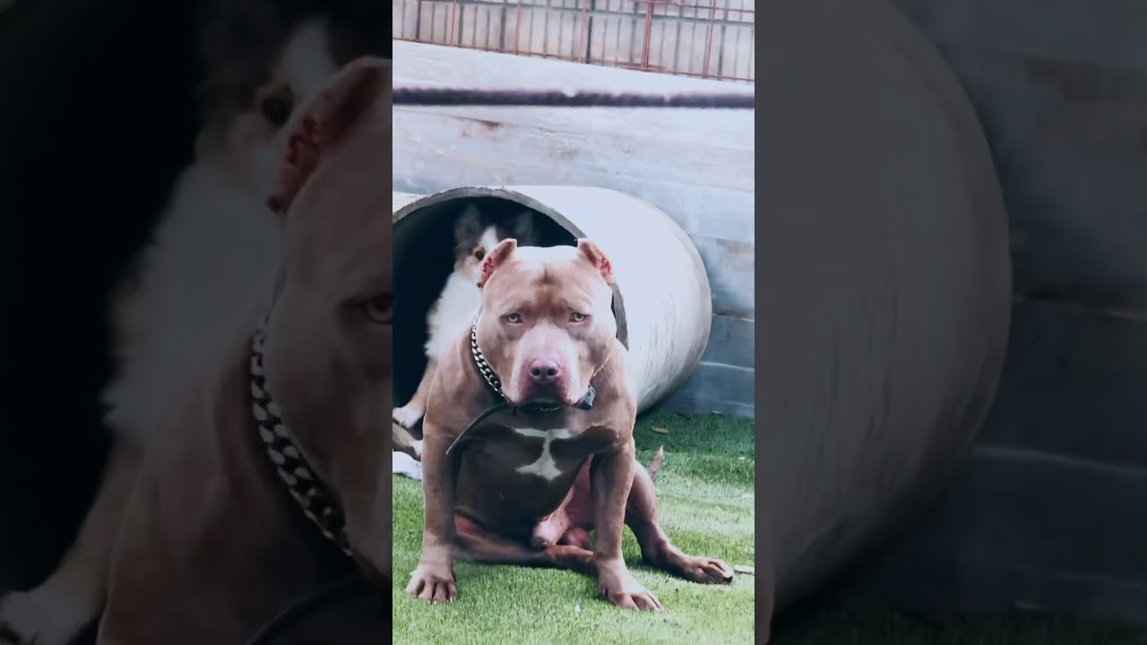 Jason camelot bloodline