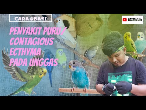 Video: Penyakit Burung Budgerigar Yang Paling Umum