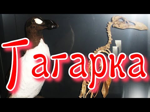Гагарка - Auk