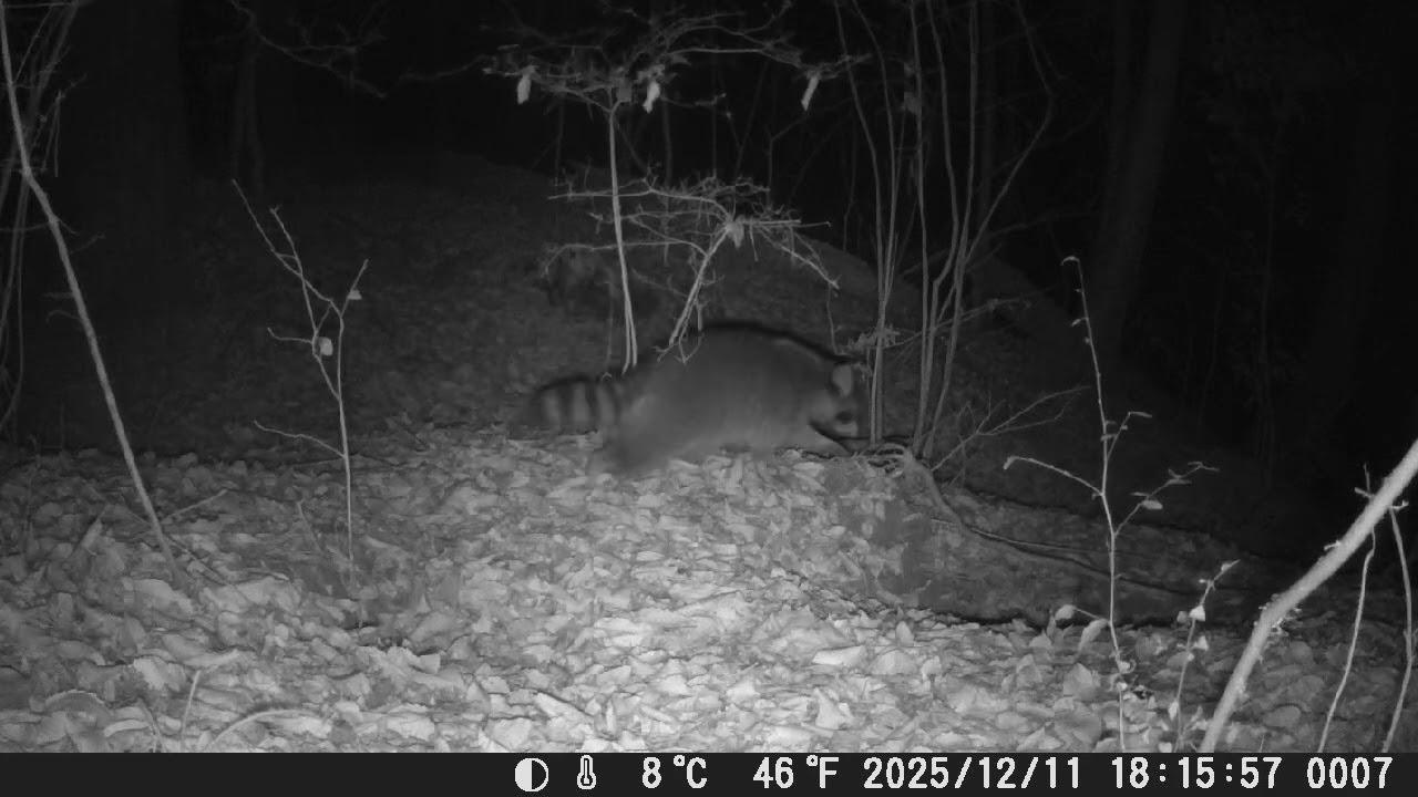 2025年12月8日−12日 アライグマ - YouTube