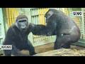 Gorillas fight over the Adorable Baby | Kyoto Zoo