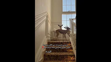 حـدثـيني ياحبيبه لايك اشتراك اكسبلور مالي خلق احط هاشتاقات بدون موسيقى 