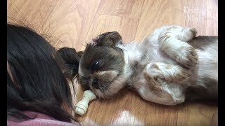 Blind Dog And Its Twin Owners | Kritter Klub Blind Dog And Its Twin Owners | Kritter Klub