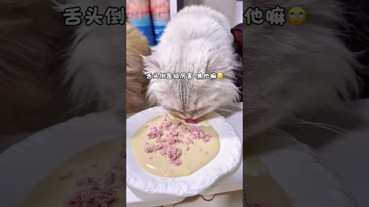 新品来啦 #记录猫咪日常 #萌宠出道计划 #配餐 #喂猫日记#养狗日常
