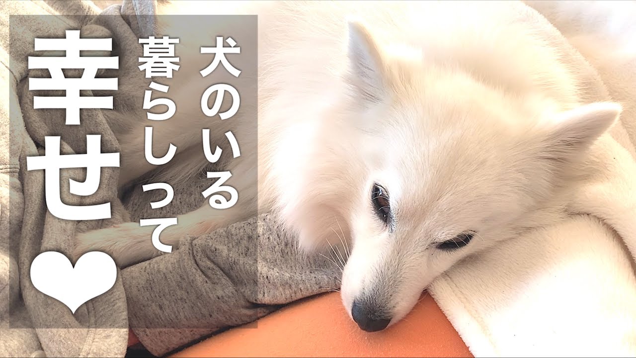 犬との暮らし 愛犬とパパのほのぼの幸せな朝 A Very Peaceful Morning With My Dog Youtube