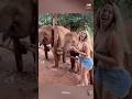 Funny Animal Clips from the Wild #shortvideo #animals #pets