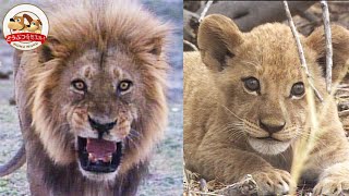 Starving Lions Hunt Buffalo and Intimidate the Crew! 【Pride of Lions: Part 2】