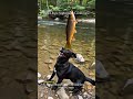 Jack Dog's Nightmare Continues #2 #crappie #crappiefishing #bassfishing #dog #doglife #fishinglife