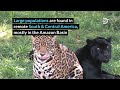 Animal Factoids: Jaguar | Discovery Earth Day 2021