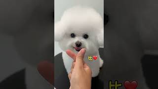 Impress Auntie with My Talents and Steal a Secret Kiss! #BichonFrise #AdorablePetDebutPlan...