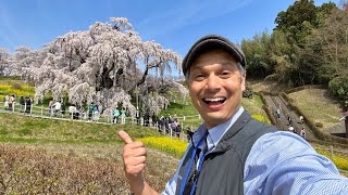 Japan’s 1000 Year Old Sakura Tree ranked No.1 in Beauty | Miharu Takizakura