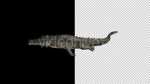 Crocodile - Alligator Swimming - 3 Pack | Motion Graphics - Envato elements