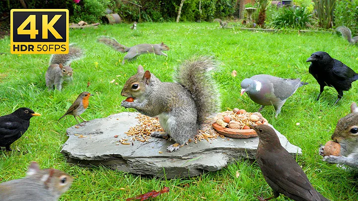 [NO ADS] Cat TV: Videos for Cats 😸 Birds & Squirrels Gather for a Rock Feastival 🕊️ Birds to Watch
