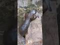 Tersangka Pencuri Ikan Otter Animals Otterlucu Otters Otter