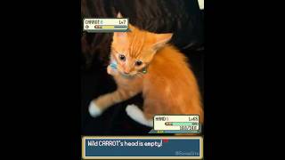 Orange Kitten on a Rampage in Pokemon! - EeveeSite #irlpokemon #pokemon #funnycats #orangecat