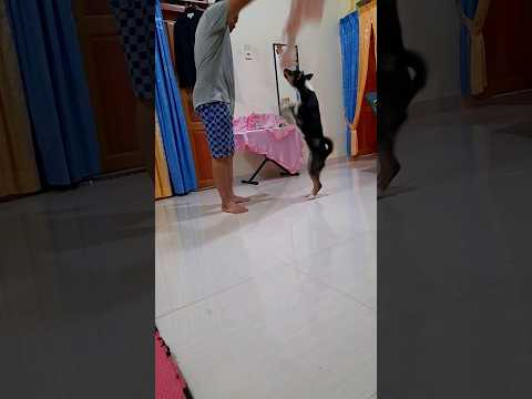 Viral anjing pintar | Melompat sambil Berputar👉👍‼️ #anjingkampung #anjingviral #shorts