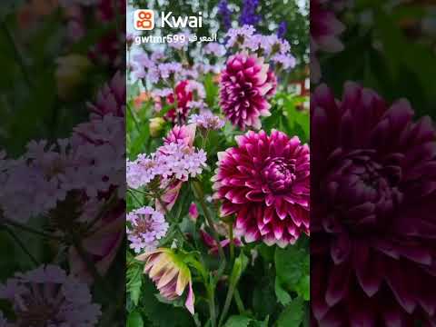 حالات واتس اب اغنيه عارف مين يحبك ومين يخاف عليك