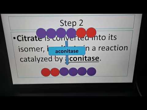 Video: Ano ang papel na ginagampanan ng Krebs cycle sa cell?