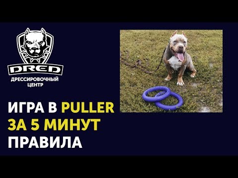 Обьсняем правила игры в Puller за 5 минут | Как научить собаку играть в пуллер | Американский Булли