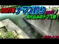 2021年 ナマズ釣り part7 流れ込みのナマズ群！ の動画、YouTube動画。