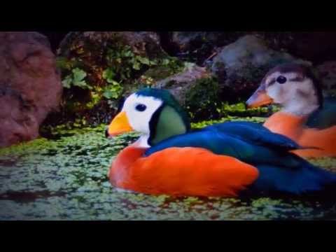 Video: Liab-breasted goose: piav qhia, chaw nyob, yug me nyuam
