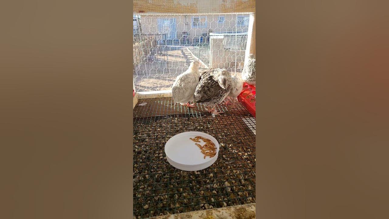 Home Grown Organic Fed Mealworms for the Quail and Chickens) YouTube