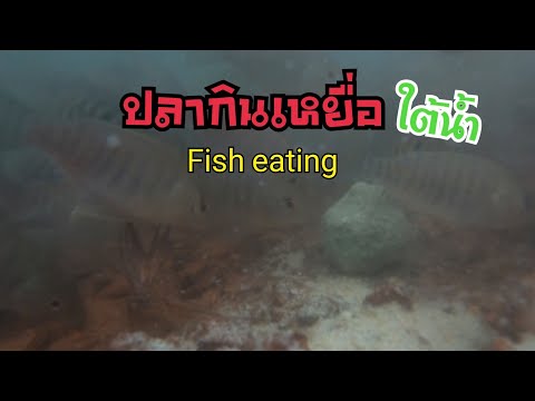 [EP80.] พฤติกรรมการกินเหยื่อของปลาใต้น้ำ (ปลานิล) Fish eating